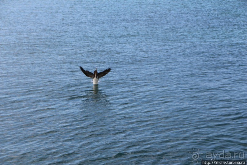 Первая встреча с голубоногой олушей