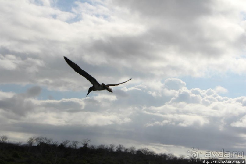 Первая встреча с голубоногой олушей