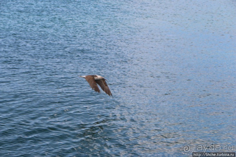 Первая встреча с голубоногой олушей