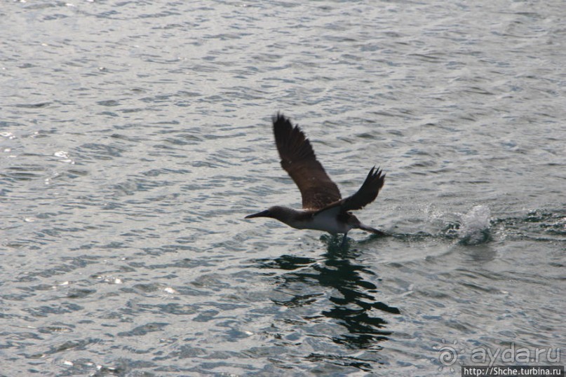 Первая встреча с голубоногой олушей