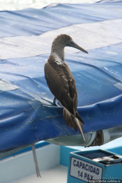 Первая встреча с голубоногой олушей