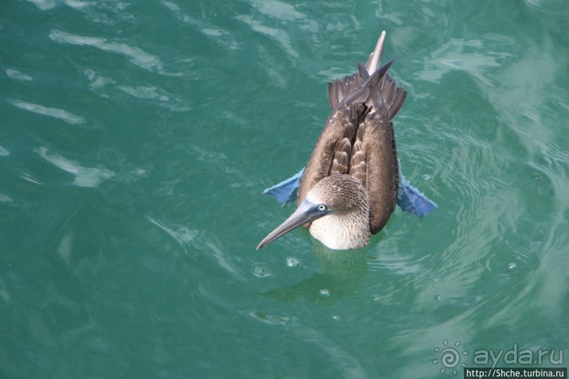Первая встреча с голубоногой олушей