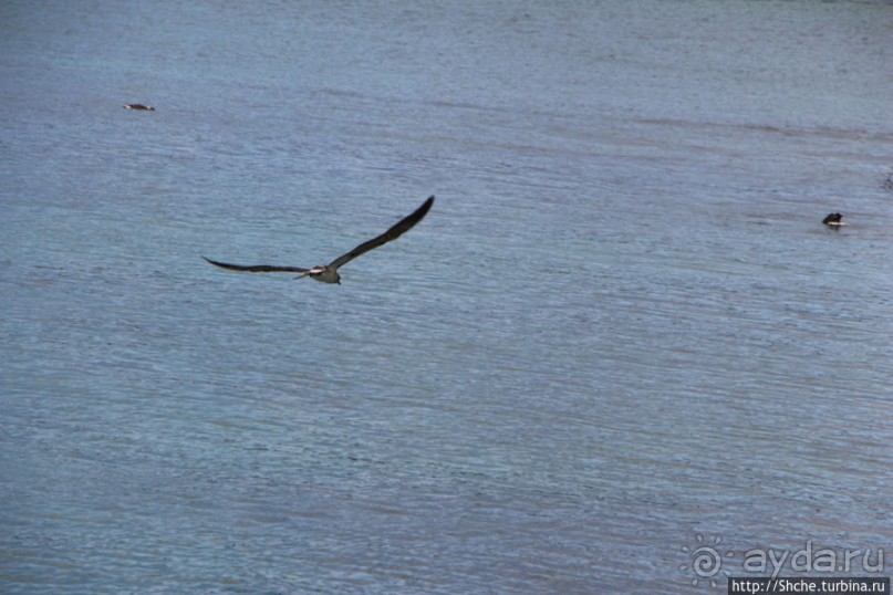Первая встреча с голубоногой олушей