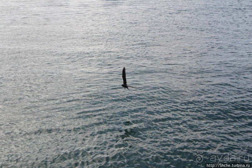 Первая встреча с голубоногой олушей