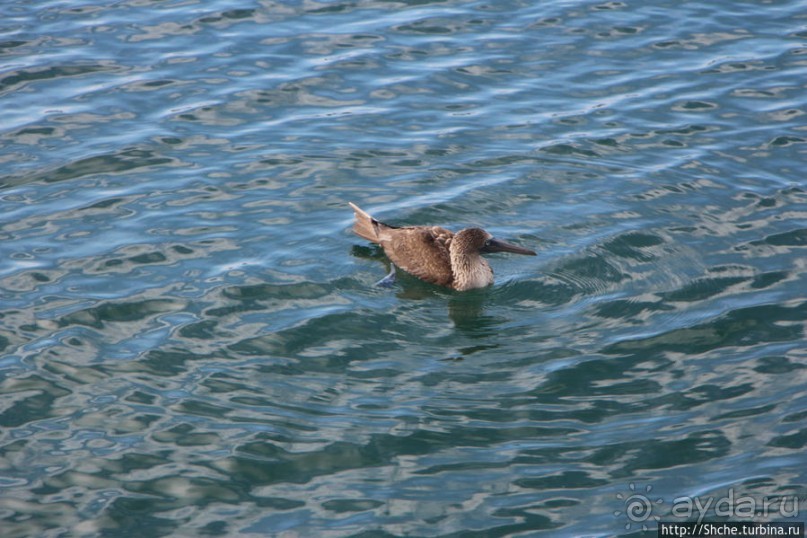 Первая встреча с голубоногой олушей