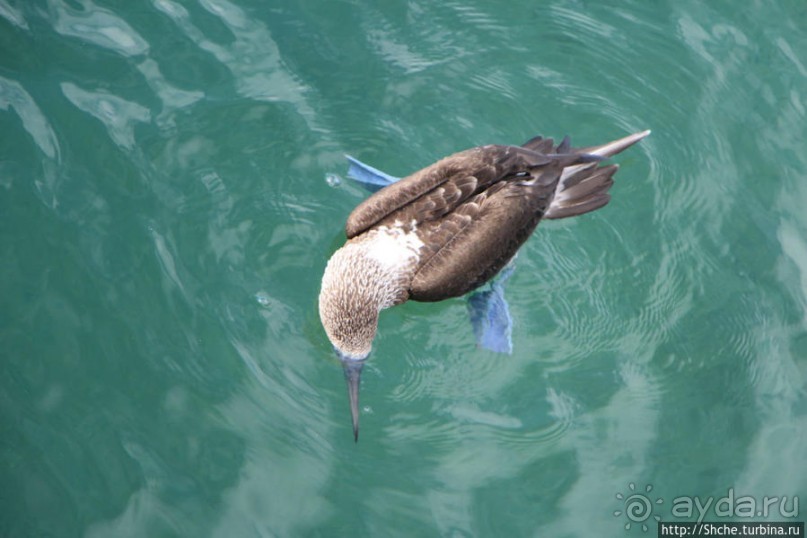 Первая встреча с голубоногой олушей