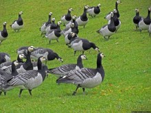 Красивейший городской парк Осло, не "украшенный" Вигеландом