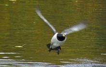 Красивейший городской парк Осло, не "украшенный" Вигеландом