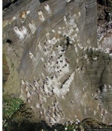 "Птичий базар" в исландском нац. парке Snaefellsjokull