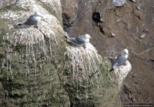 Альбом отзыва ""Птичий базар" в исландском нац. парке Snaefellsjokull"