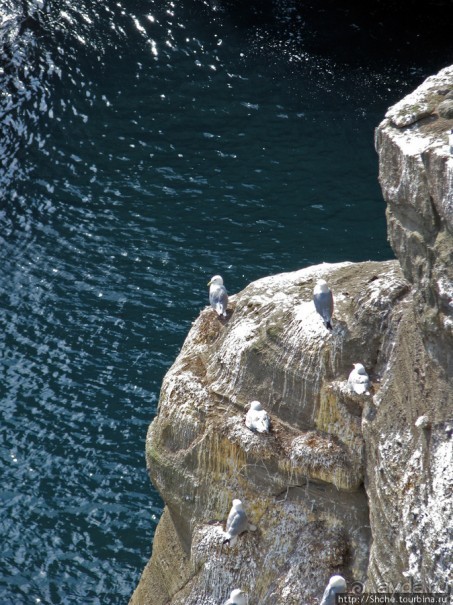 Альбом отзыва ""Птичий базар" в исландском нац. парке Snaefellsjokull"