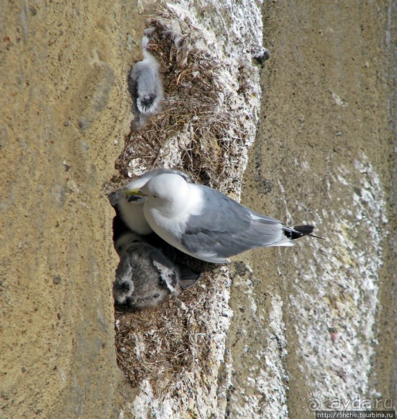 "Птичий базар" в исландском нац. парке Snaefellsjokull