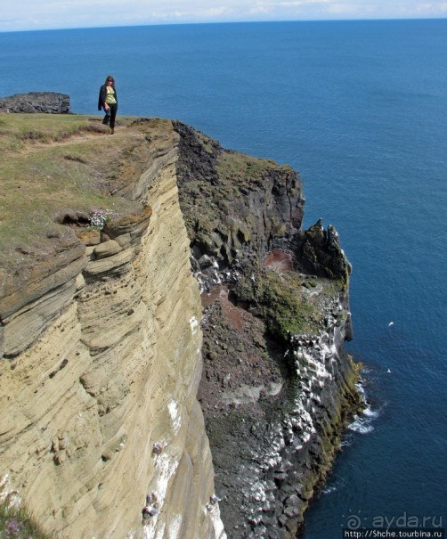 "Птичий базар" в исландском нац. парке Snaefellsjokull