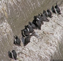 Альбом отзыва ""Птичий базар" в исландском нац. парке Snaefellsjokull"