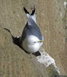 "Птичий базар" в исландском нац. парке Snaefellsjokull