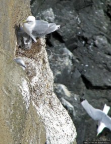 "Птичий базар" в исландском нац. парке Snaefellsjokull