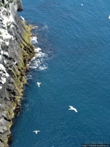 "Птичий базар" в исландском нац. парке Snaefellsjokull