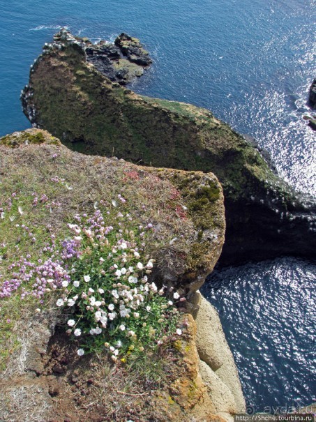 "Птичий базар" в исландском нац. парке Snaefellsjokull