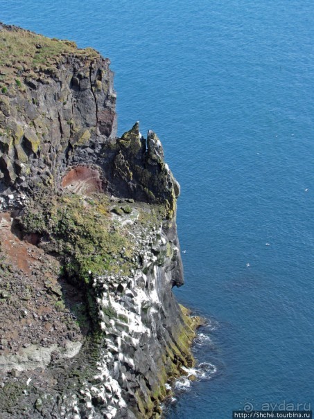 "Птичий базар" в исландском нац. парке Snaefellsjokull
