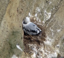 "Птичий базар" в исландском нац. парке Snaefellsjokull