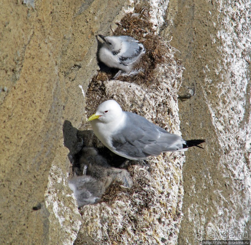 "Птичий базар" в исландском нац. парке Snaefellsjokull