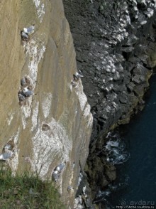 "Птичий базар" в исландском нац. парке Snaefellsjokull