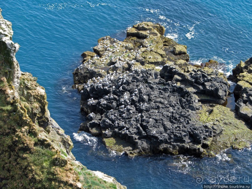 "Птичий базар" в исландском нац. парке Snaefellsjokull