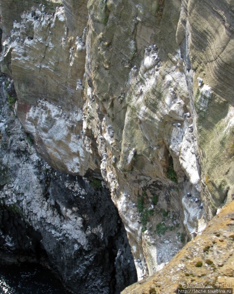 "Птичий базар" в исландском нац. парке Snaefellsjokull