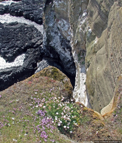 "Птичий базар" в исландском нац. парке Snaefellsjokull