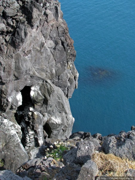 "Птичий базар" в исландском нац. парке Snaefellsjokull