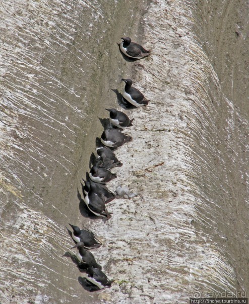 "Птичий базар" в исландском нац. парке Snaefellsjokull