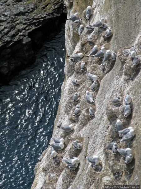 "Птичий базар" в исландском нац. парке Snaefellsjokull