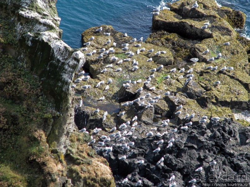 "Птичий базар" в исландском нац. парке Snaefellsjokull