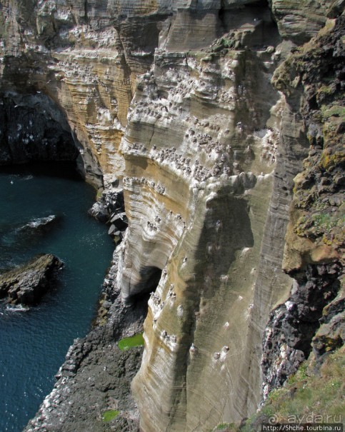 "Птичий базар" в исландском нац. парке Snaefellsjokull