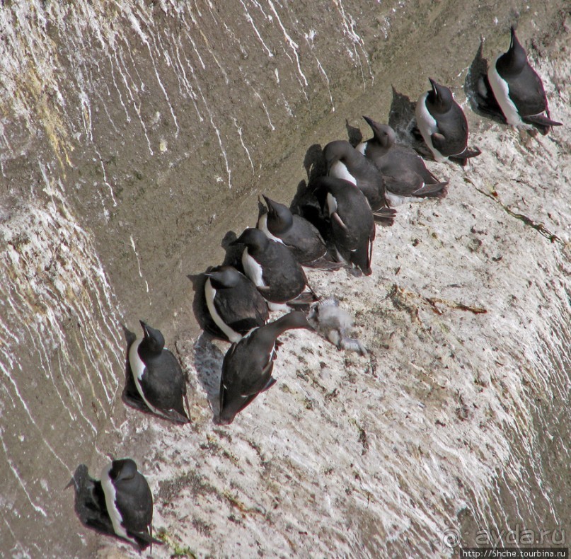 "Птичий базар" в исландском нац. парке Snaefellsjokull