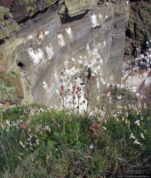 "Птичий базар" в исландском нац. парке Snaefellsjokull
