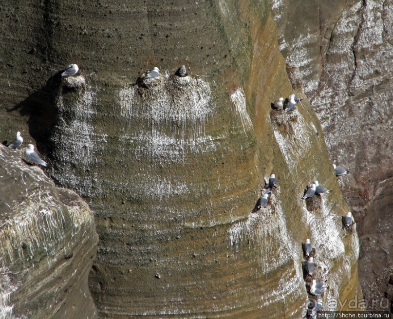 "Птичий базар" в исландском нац. парке Snaefellsjokull