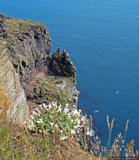 "Птичий базар" в исландском нац. парке Snaefellsjokull
