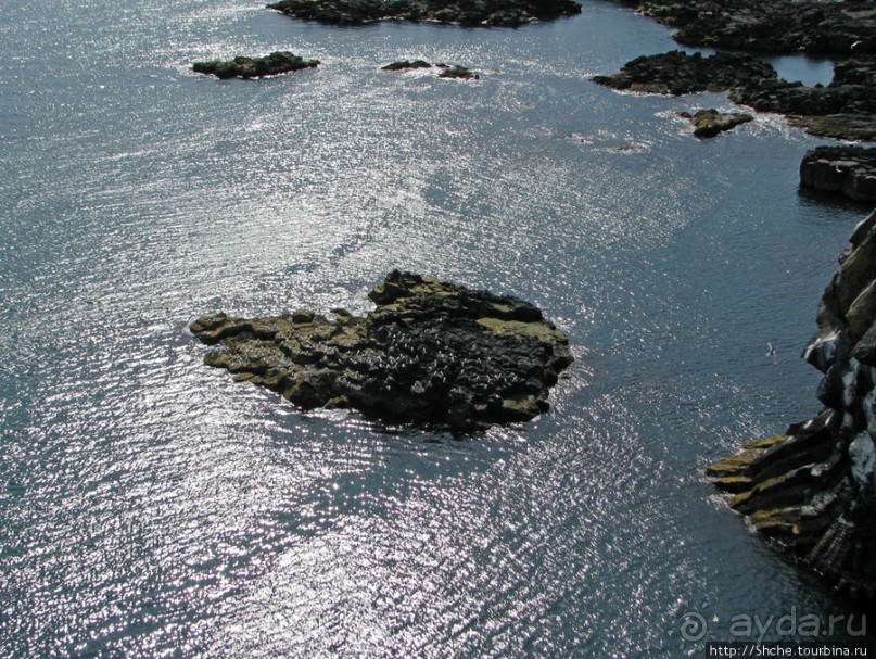 "Птичий базар" в исландском нац. парке Snaefellsjokull