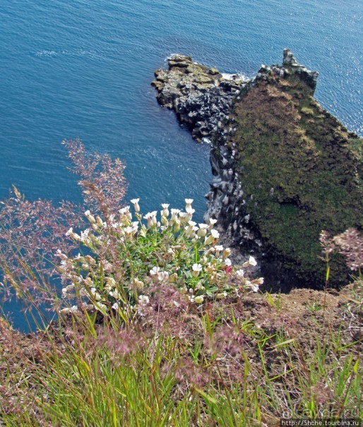 "Птичий базар" в исландском нац. парке Snaefellsjokull