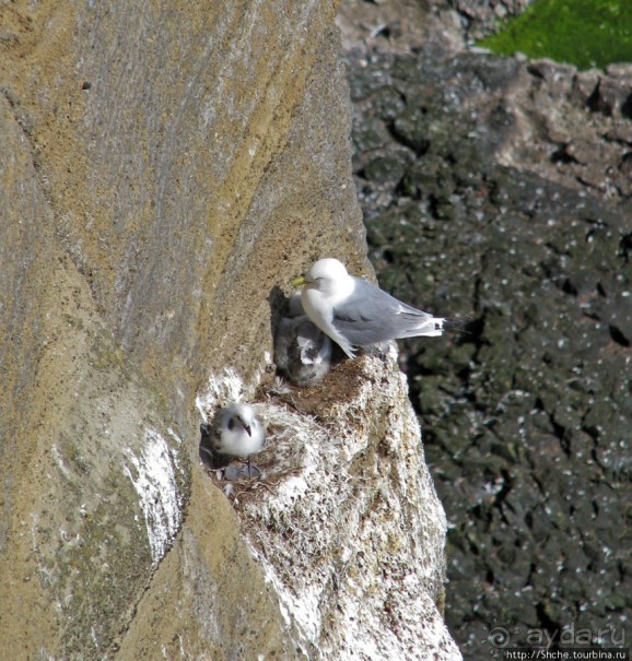 "Птичий базар" в исландском нац. парке Snaefellsjokull