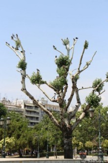 Туристические центры в Салониках — площадь Аристотеля