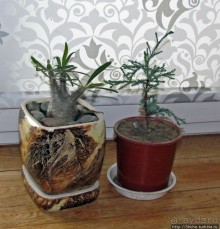 Гиганты-долгожители на подоконнике