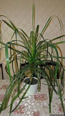 Гиганты-долгожители на подоконнике