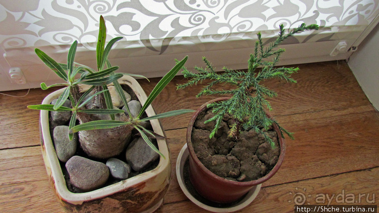 Гиганты-долгожители на подоконнике