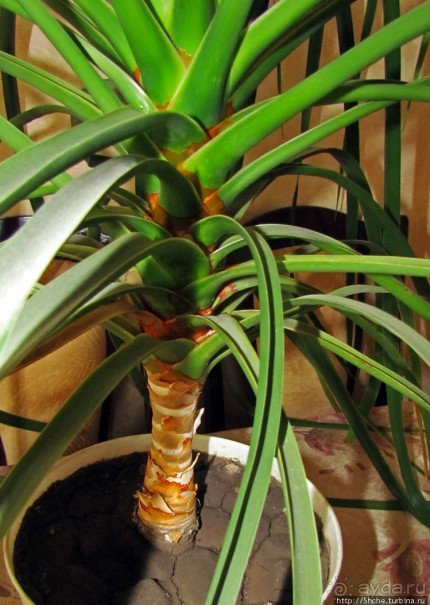 Гиганты-долгожители на подоконнике