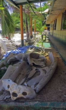 Остров Койба и его особо охраняемая акватория (ЮНЕСКО 1138)