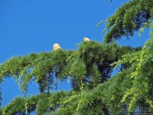 Воспоминания о Бечичи