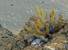 Остров Бартоломе — прогулка по лавовым полям и склонам