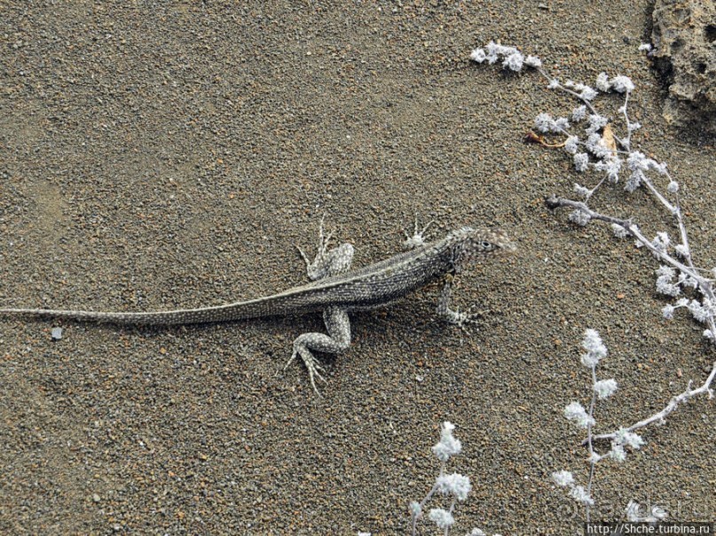 Остров Бартоломе — прогулка по лавовым полям и склонам
